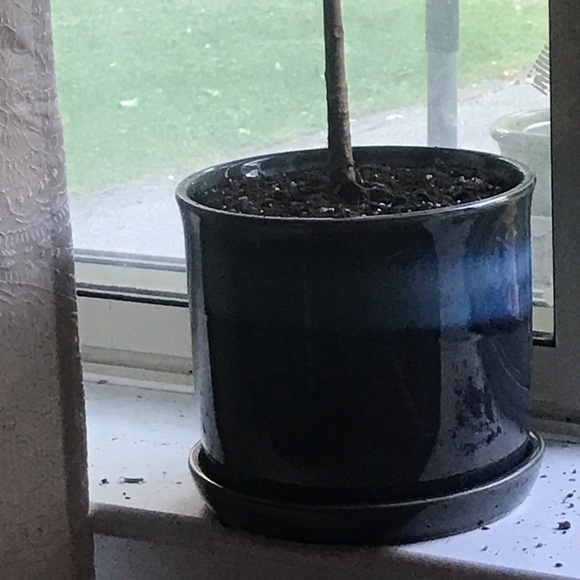 Tall and Large Ficus Audrey - Picture 12 of 16